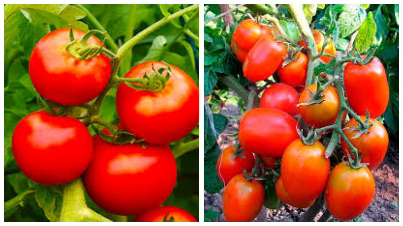 Експерти розповіли, як один кущ томатів може дати рясний врожай