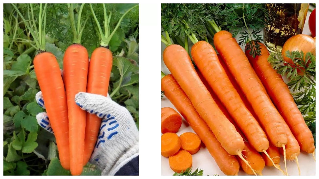Експерти розповіли, як визначити, що врожай моркви можна збирати