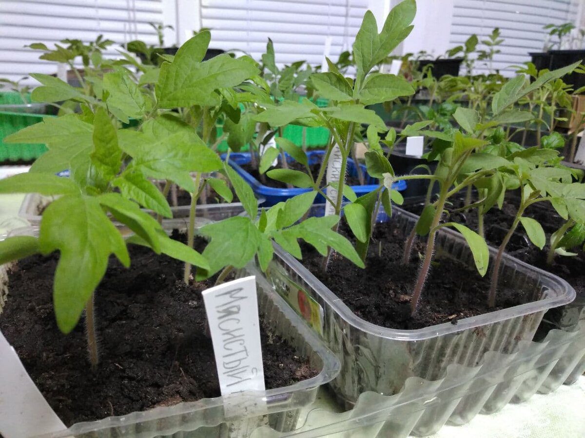 Експерти розповіли, як заготувати ґрунт для вирощування розсади навесні – простий спосіб