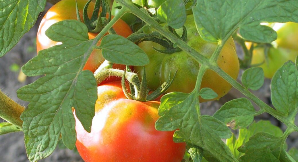 Тепер – офіційно: я провела ґрунтовне дослідження та вибрала собі 2 найкращих з 10 сортів томатів на зиму 