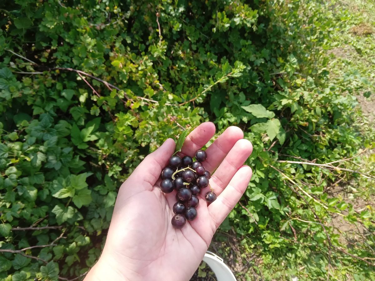 Городники розповіли, як правильно обрізати смородину у жовтні 