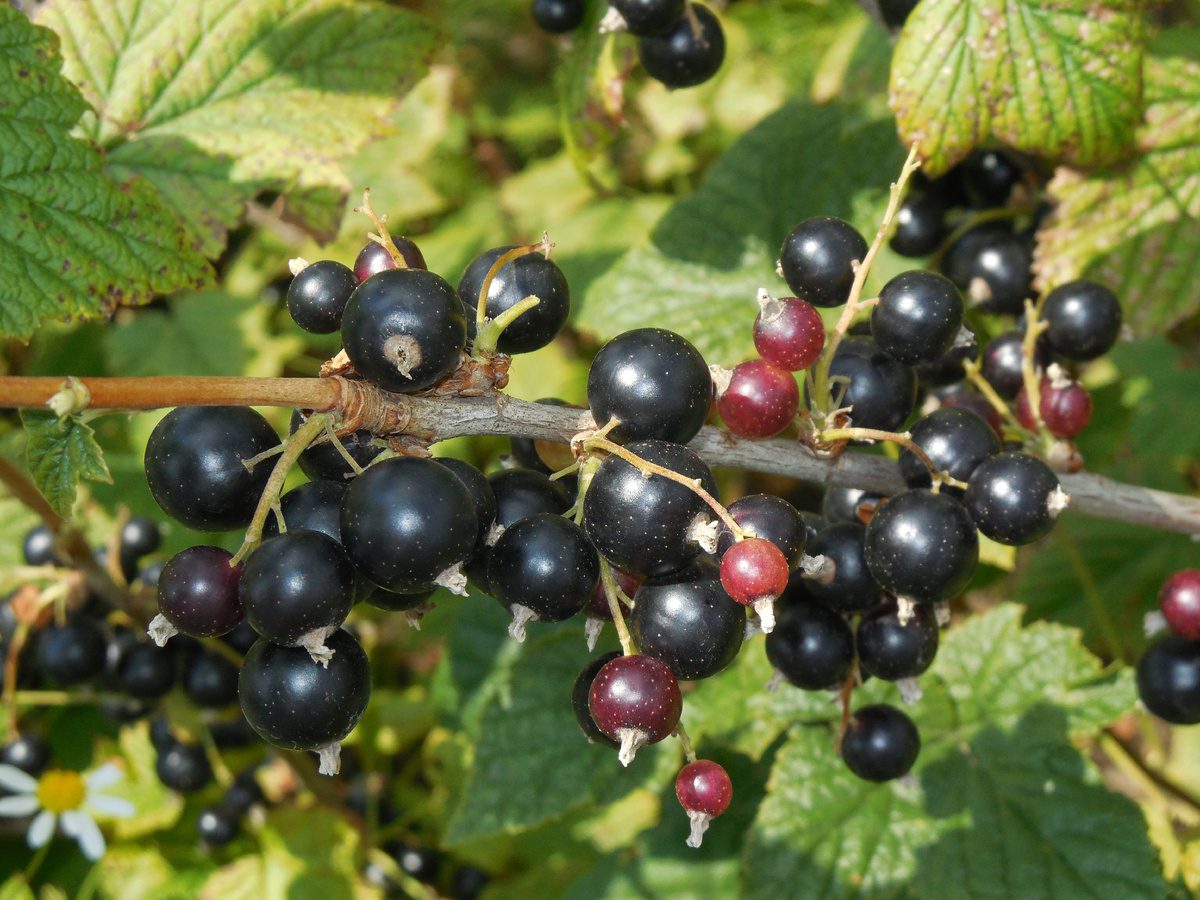 Експерти розповіли, чим восени підживити смородину