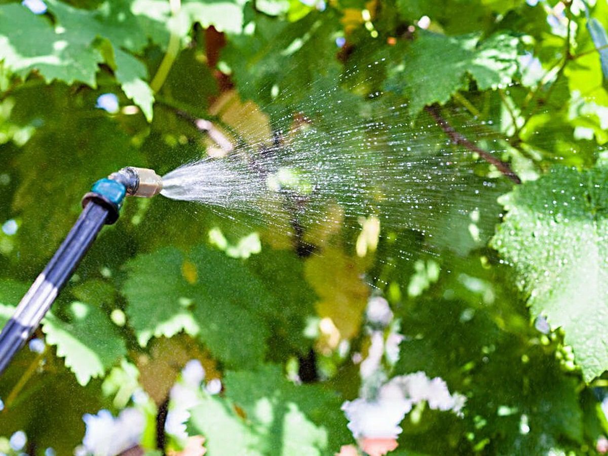Експерти розповіли, як підготувати сад до зимівлі простим способом – швидко та без клопоту