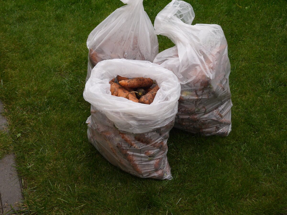 Городники розповіли, як правильно зберігати моркву, аби вона довго не псувалась і була смачна