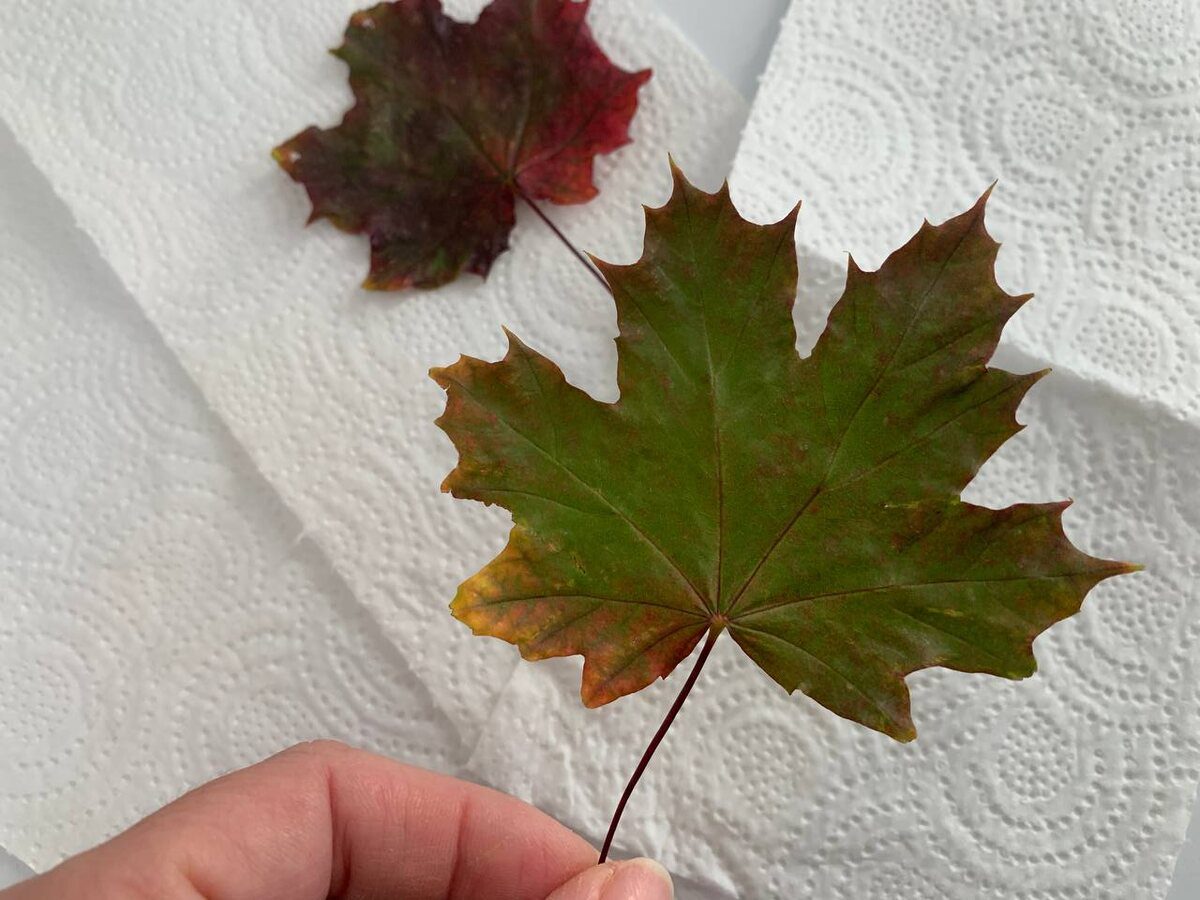 Експерти розповіли, як висушити осіннє листя для поробок простим і доступним способом