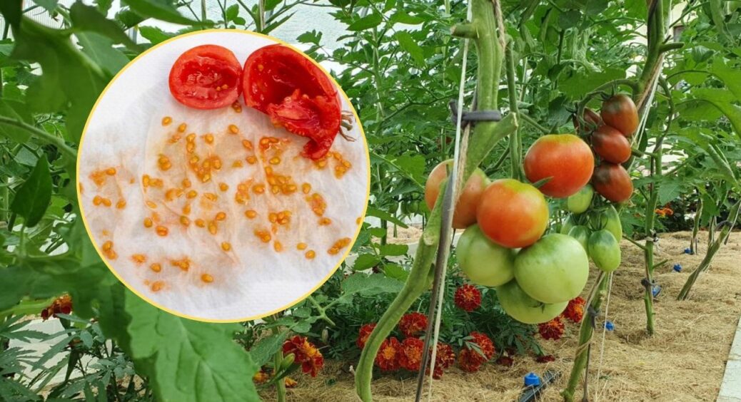 Ці 2 сорти томатів дали фору всім іншим – саджатиму їх постійно: помідори розміром з м’яч, м’ясисті, солодкі 