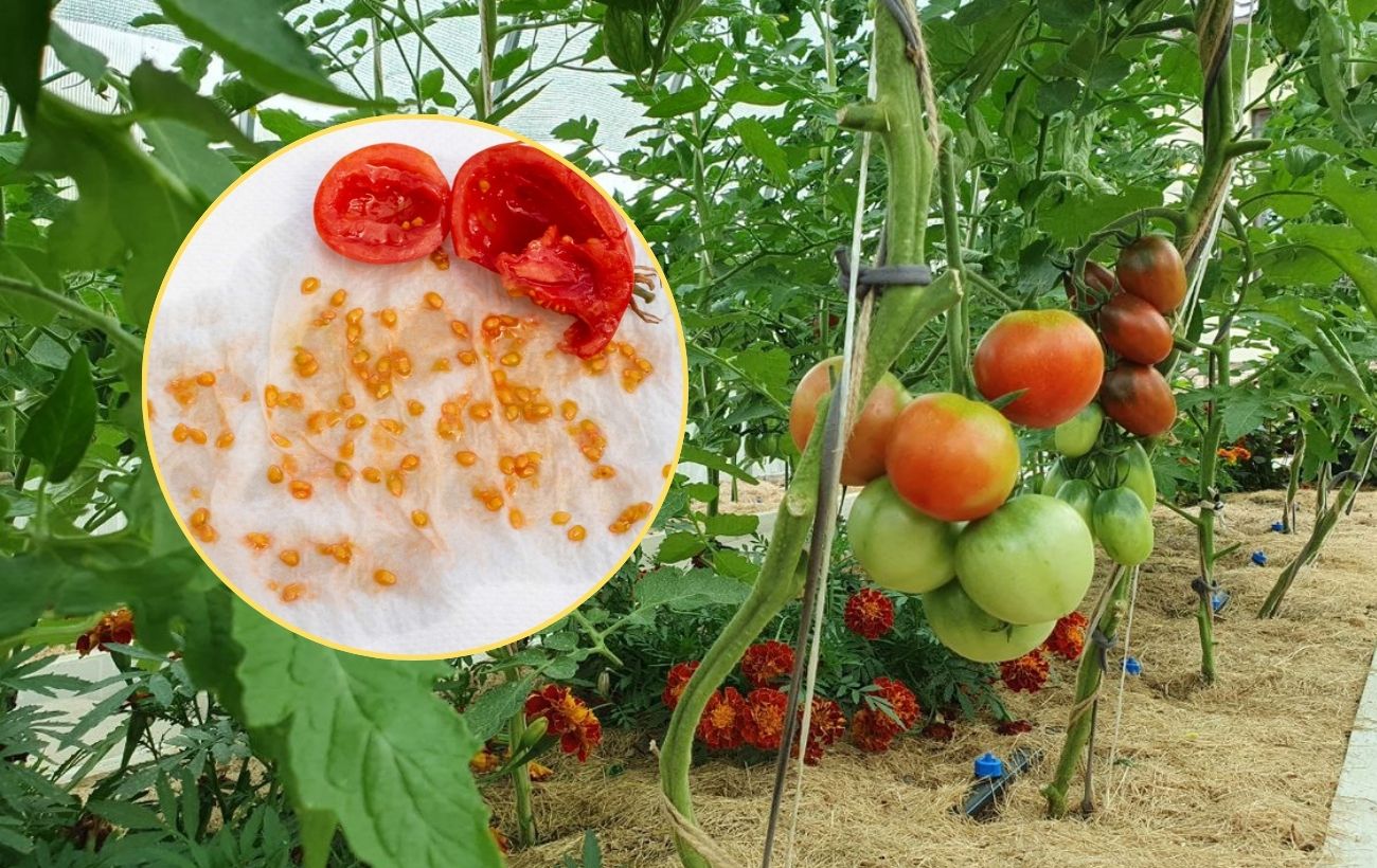 Які сорти томатів найкращі для відкритого ґрунту