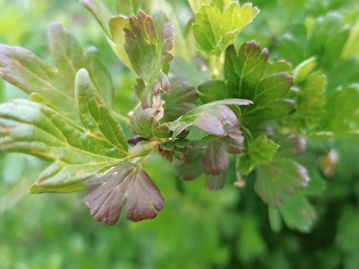 Садівники розповіли, яке добриво найкраще допоможе смородині покращити смак і врожайність