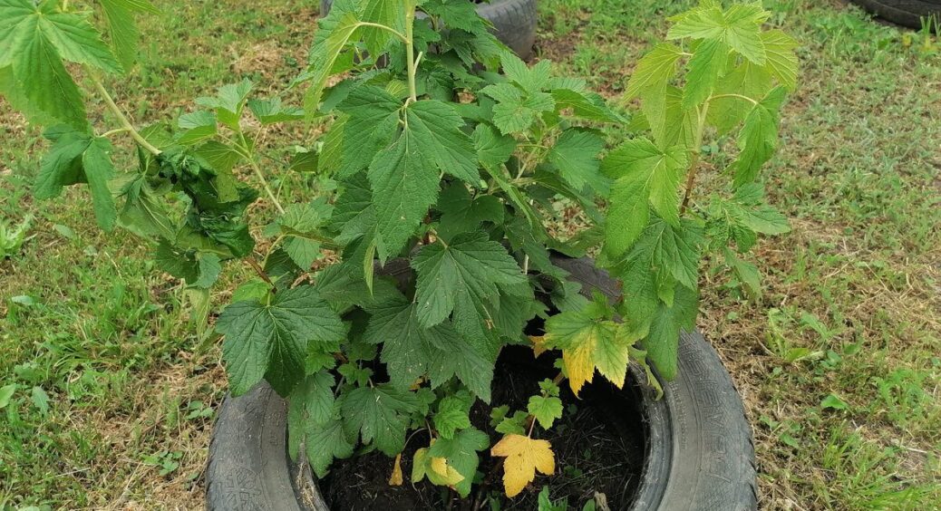 Пересадила смородину, схрестивши пальці – і все вийшло ідеально: покроковий план осіннього “переїзду” куща 