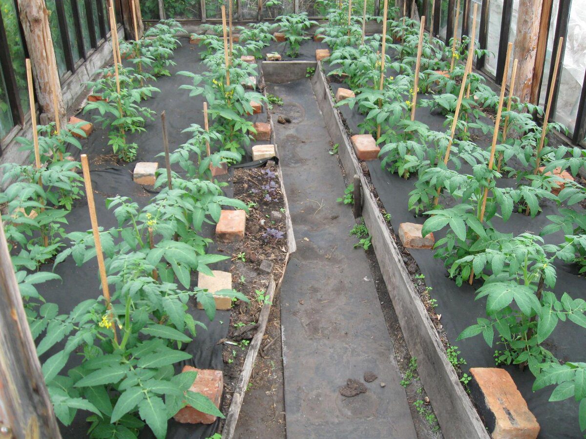 Експерти розповіли, як захистити теплицю від фітофтори та покращити якість ґрунту