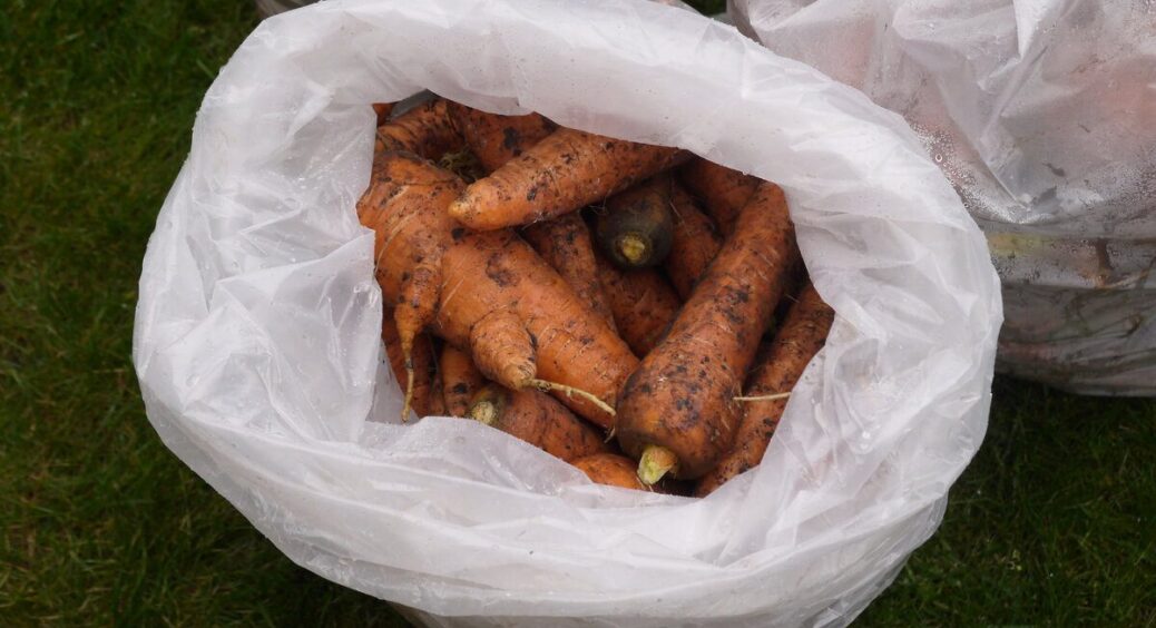 Морква пролежала 1 місяць у льосі — і стала ще солодша: цей сорт садила 5 років і буду садити далі — раджу 