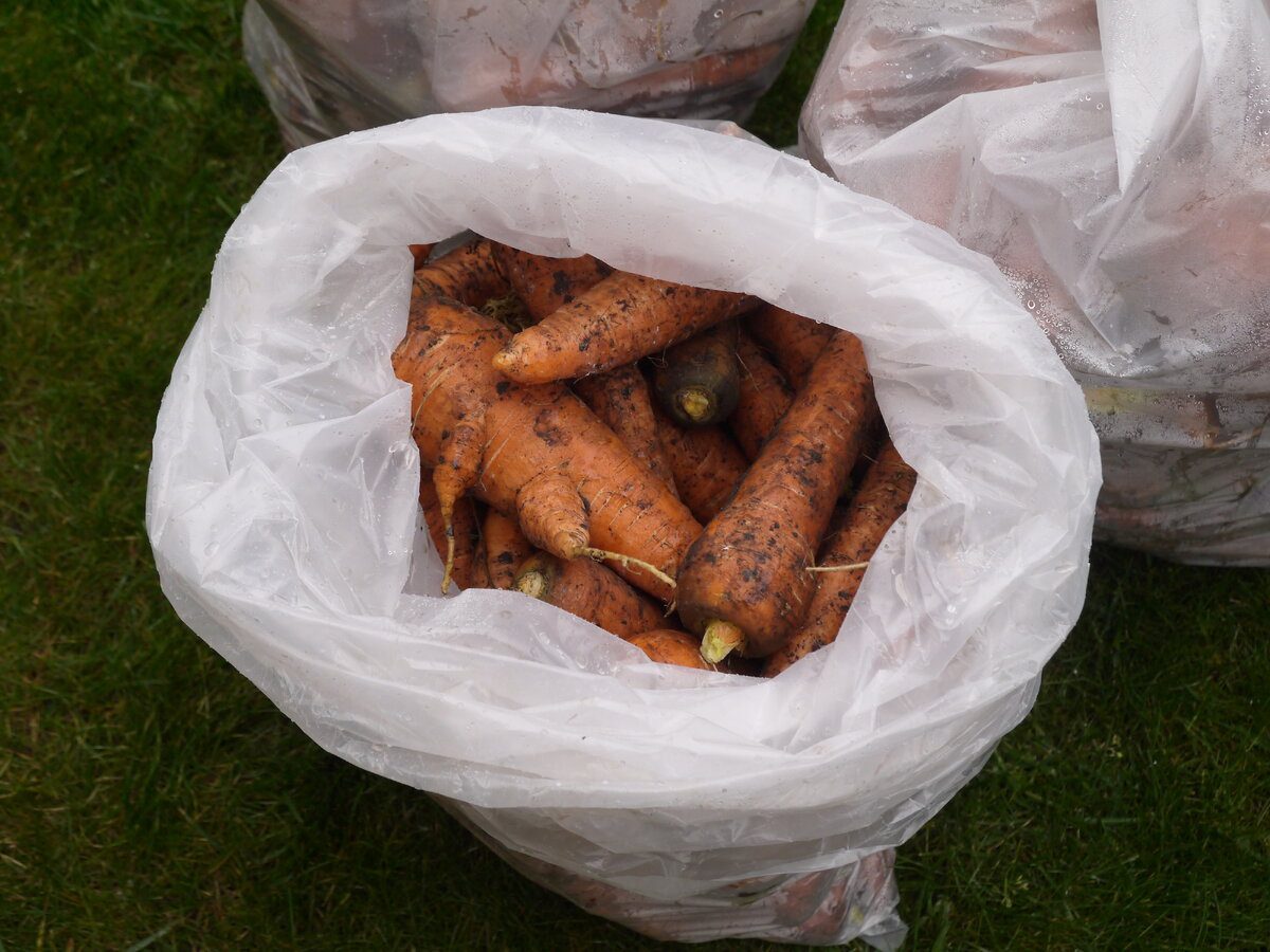 Городники розповіли, який сорт моркви зберігає солодкість при тривалому зберіганні 