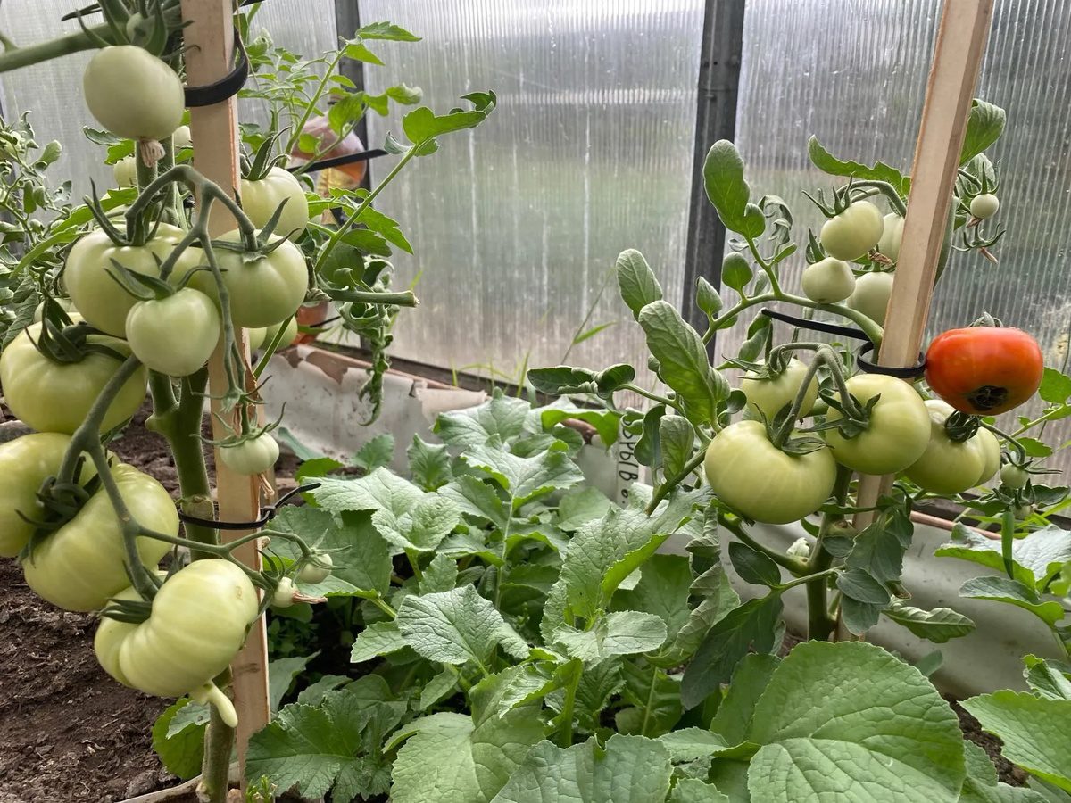 Експерти розповіли, які сорти помідорів найкраще вирощувати на ділянці для високого врожаю