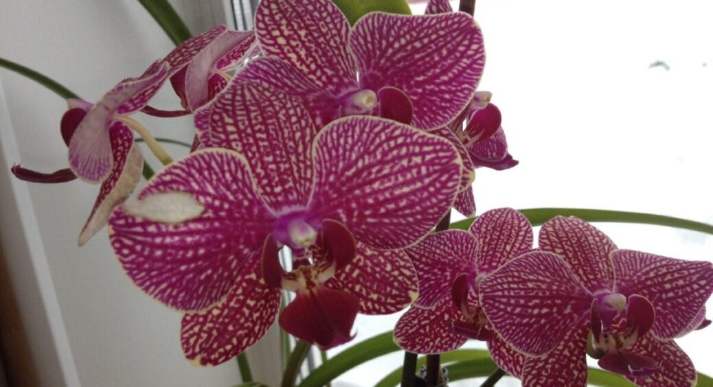 Всього 200 г на 1 л води – і я не впізнаю свою “примхливу” орхідею: “вагон” нових стрілок і бутонів 