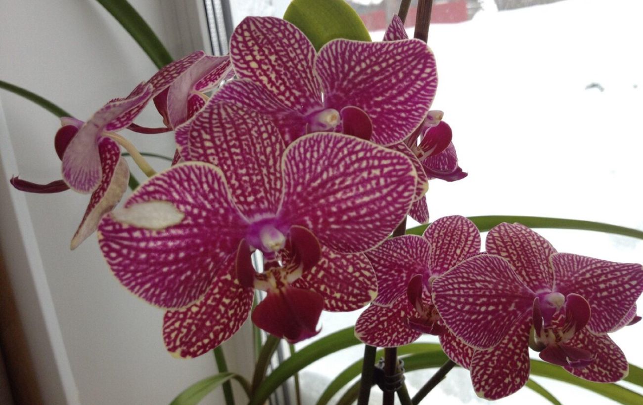 Як правильно удобрювати орхідею