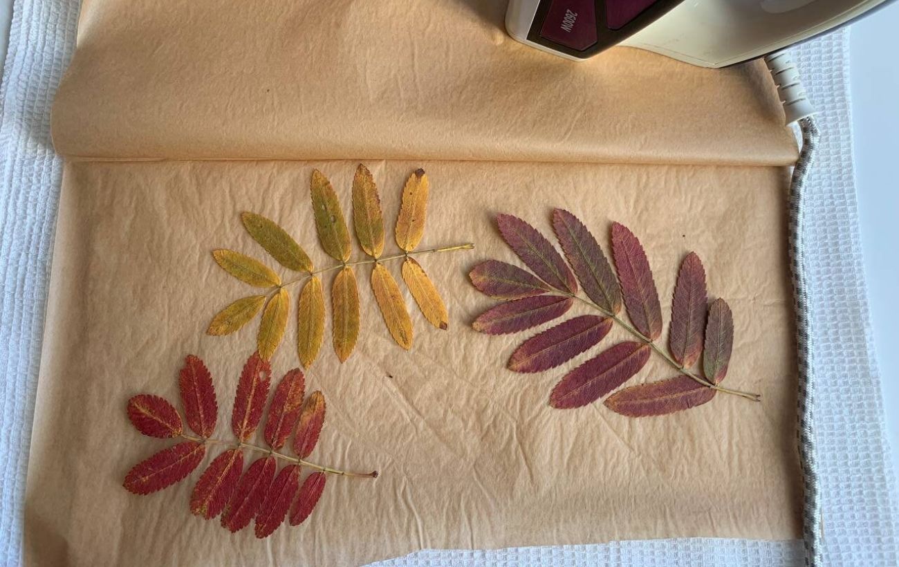 Як швидко засушити листя для осінніх поробок