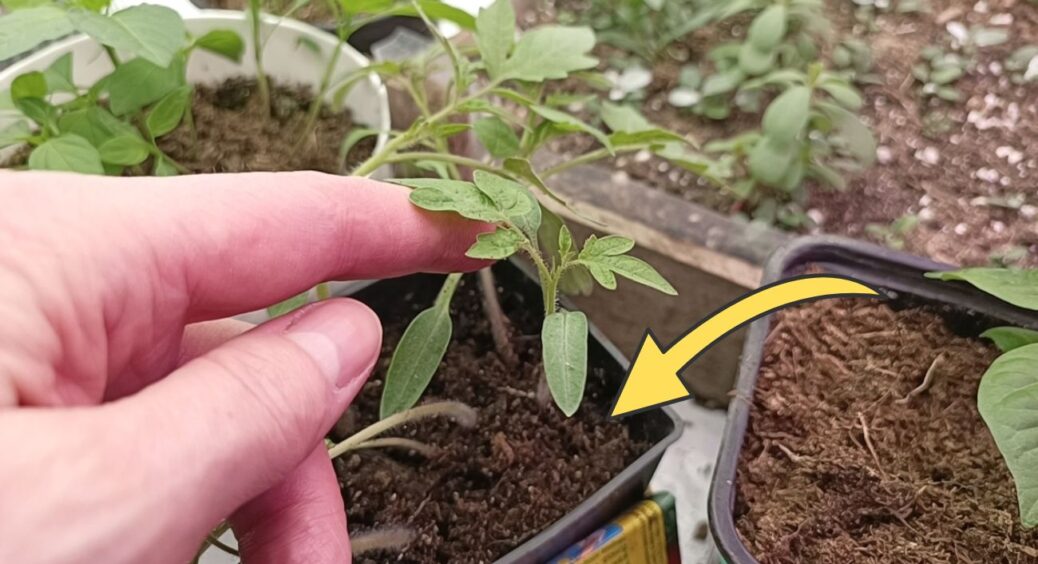 Готую лісовий ґрунт до 15 жовтня для 5 видів розсади: коріння розвивається у 3 рази краще, ніж у магазинному 