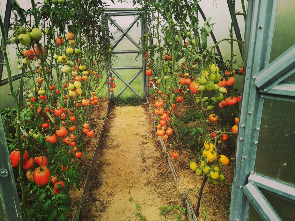 Експерти розповіли, як захистити теплицю від фітофтори та покращити якість ґрунту