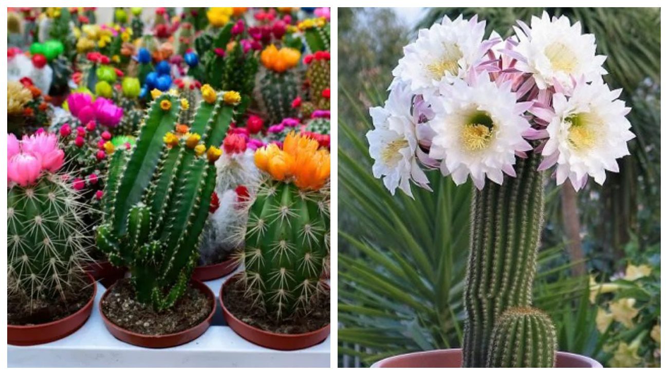 Експерти розповіли, які речі не варто приносити до квартири