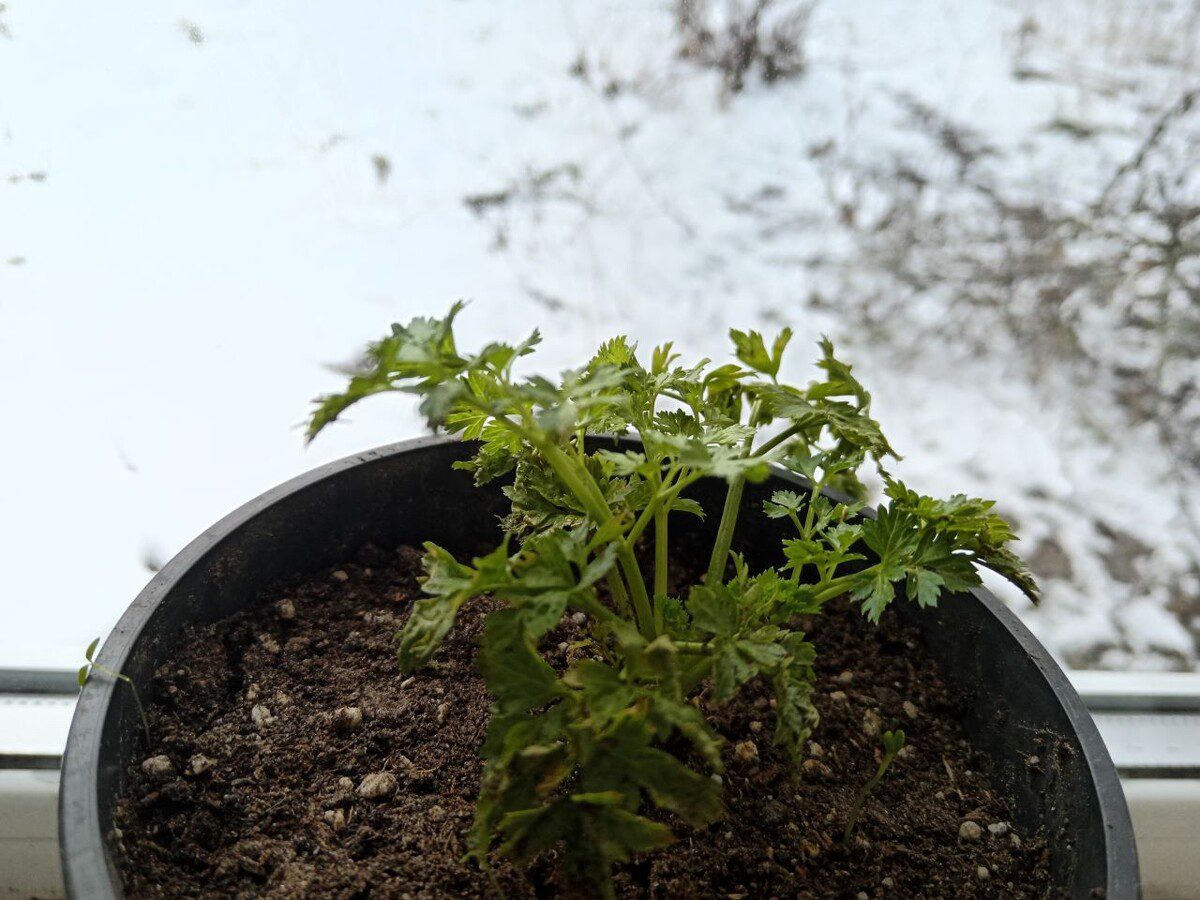 Експерти розповіли, як посіяти петрушку восени, аби зібрати врожай та насолоджуватись ним