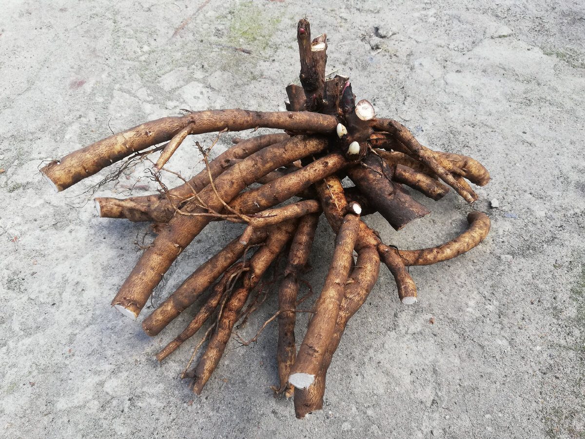 Експерти розповіли, коли та як обрізати півонії восени для кращого цвітіння наступного сезону