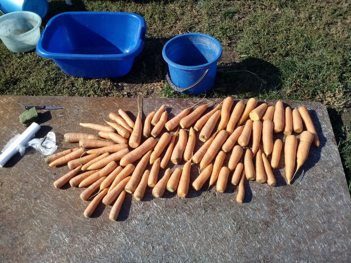 Експерти розповіли, як правильно зберігати моркву взимку, аби вона не псувалась довго