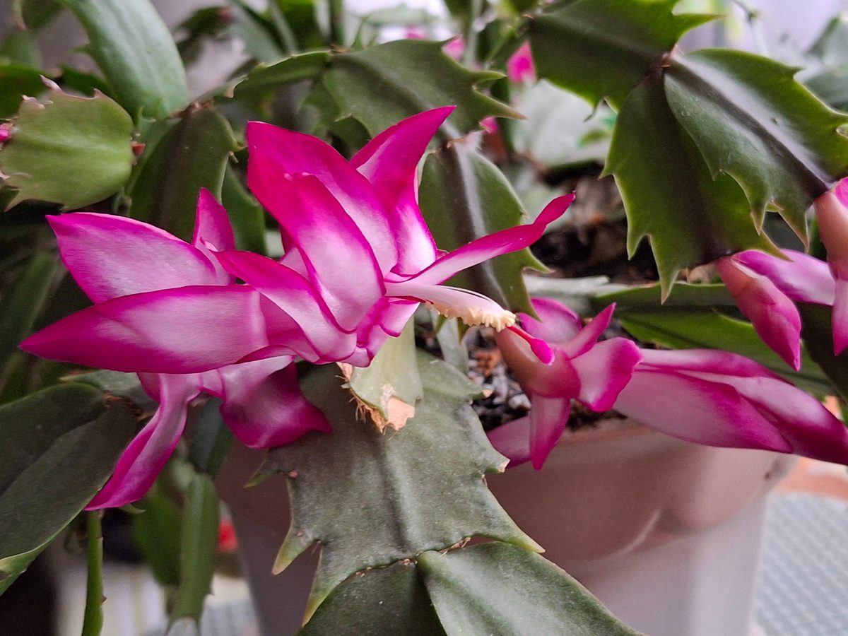 Експерти розповіли, як допомогти декабристу почати процес цвітіння простим лайфхаком