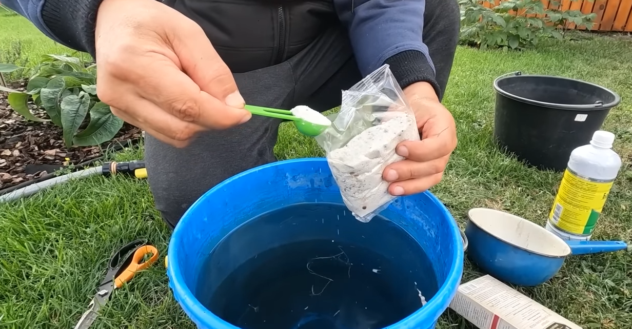 Садівники дали поради щодо осінньої посадки полуниці