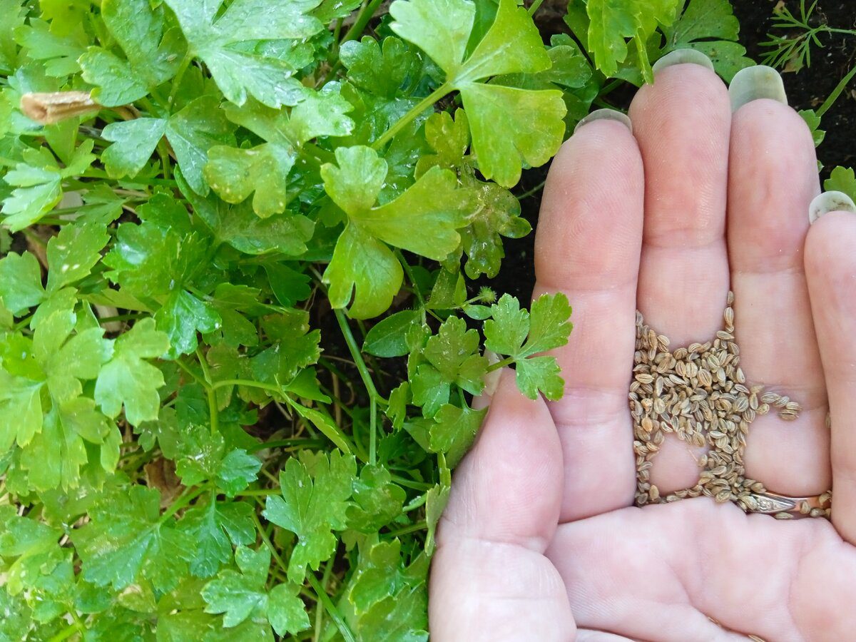 Експерти розповіли, як посіяти петрушку восени, аби зібрати врожай та насолоджуватись ним
