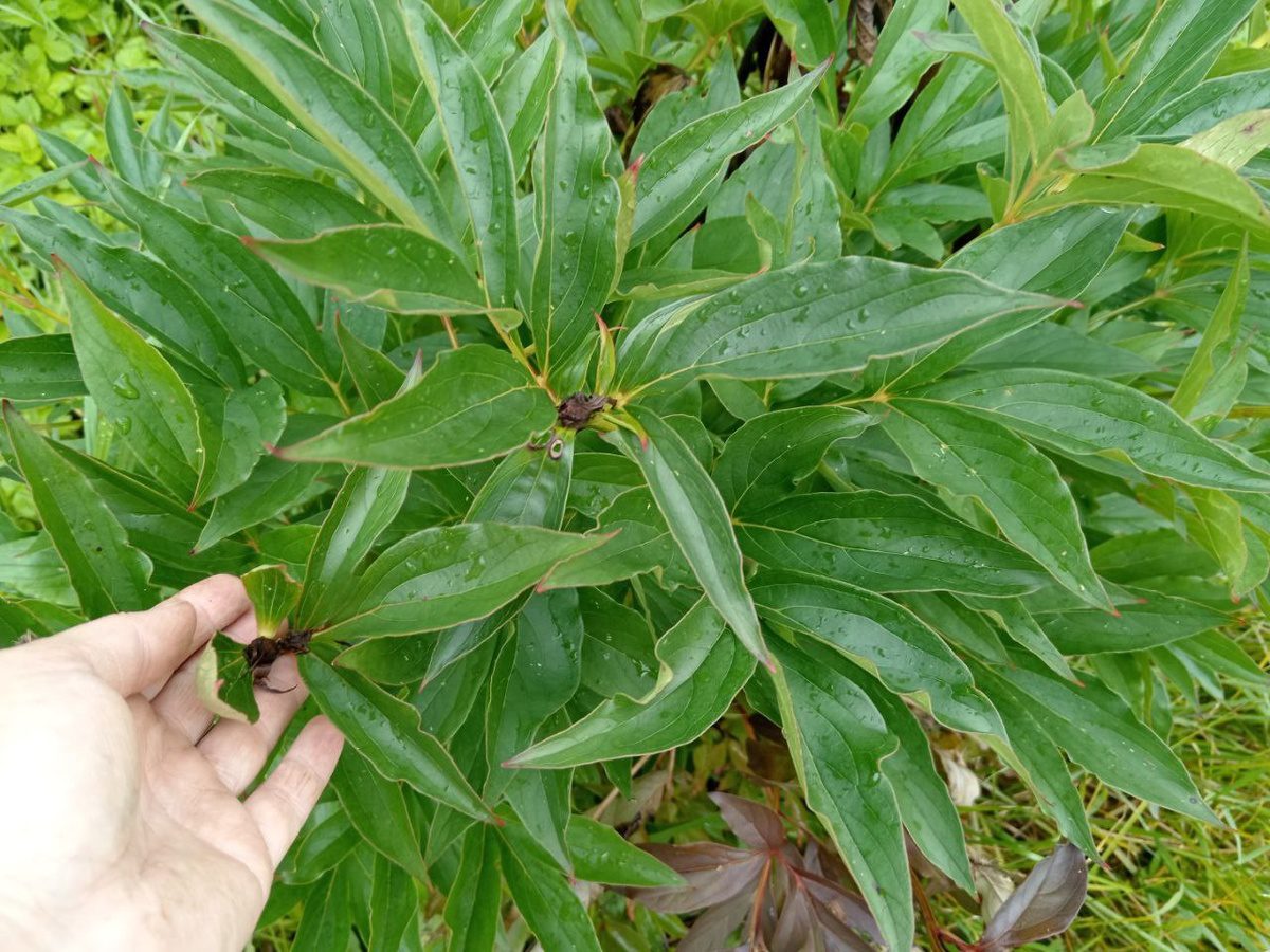 Експерти розповіли, коли та як обрізати півонії восени для кращого цвітіння наступного сезону