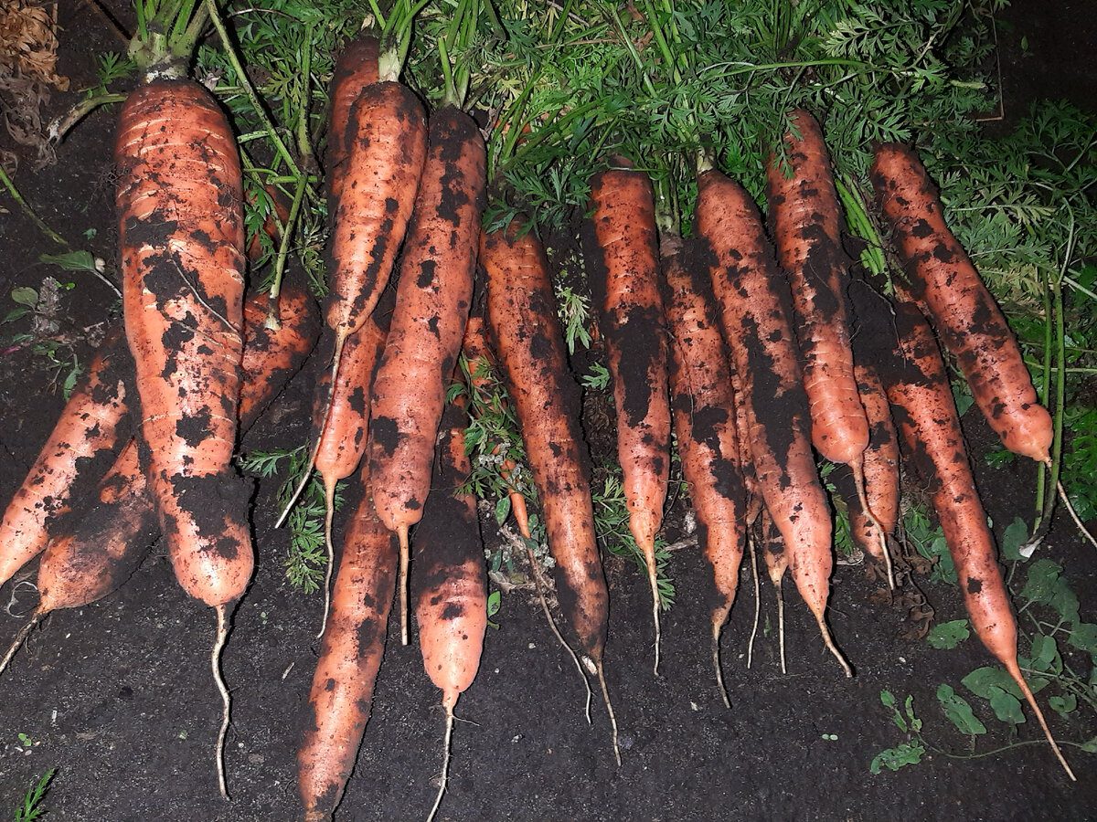 Експерти розповіли, як правильно зберігати моркву взимку, аби вона не псувалась довго