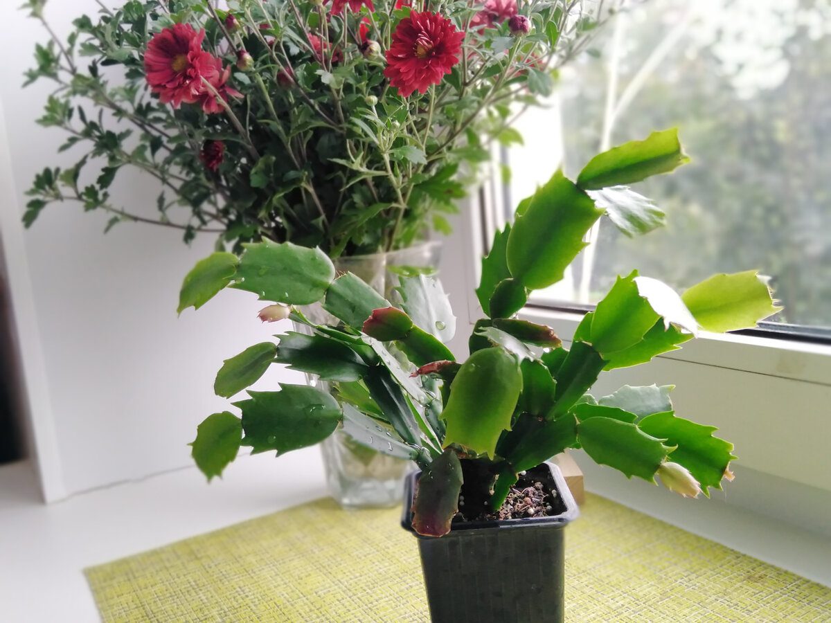 Експерти розповіли, що робити, якщо не цвіте декабрист