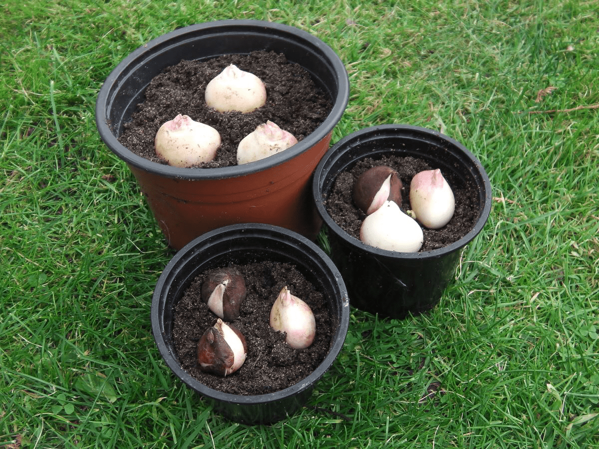 Експерти розповіли, як висаджувати тюльпани восени