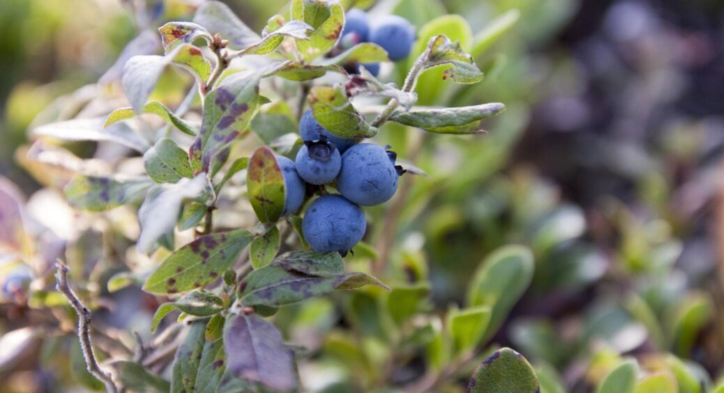 “Вередлива” лохина завалить вас розкішним урожаєм – особлива вереснева підготовка кущів до зими 