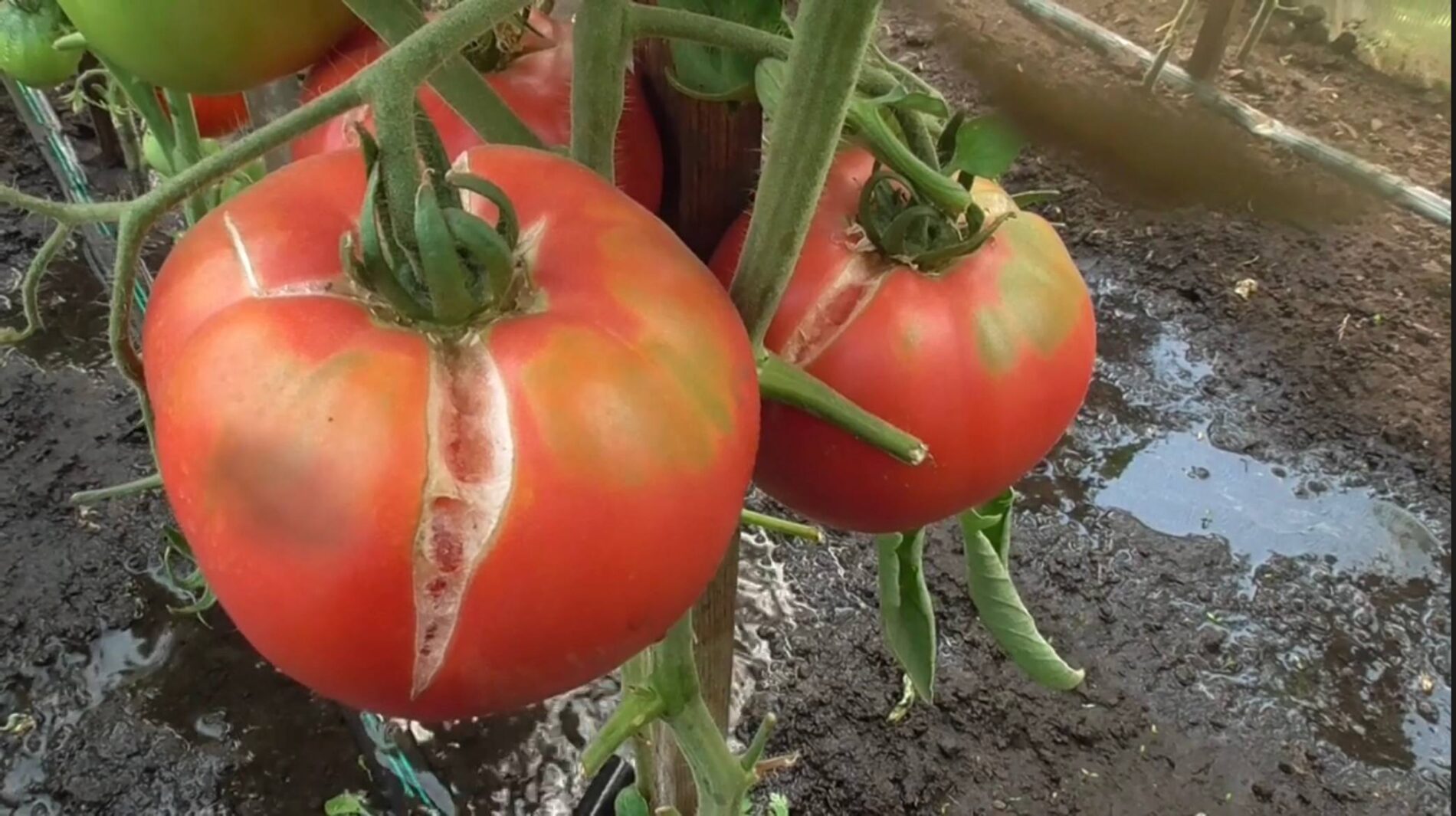 Городники поділилися важливими правилами для міцних помідорів без тріщин