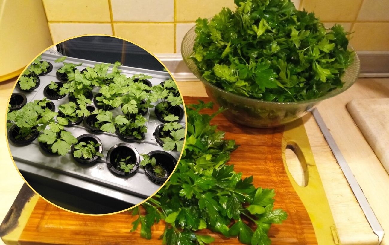 Як сіяти петрушку восени