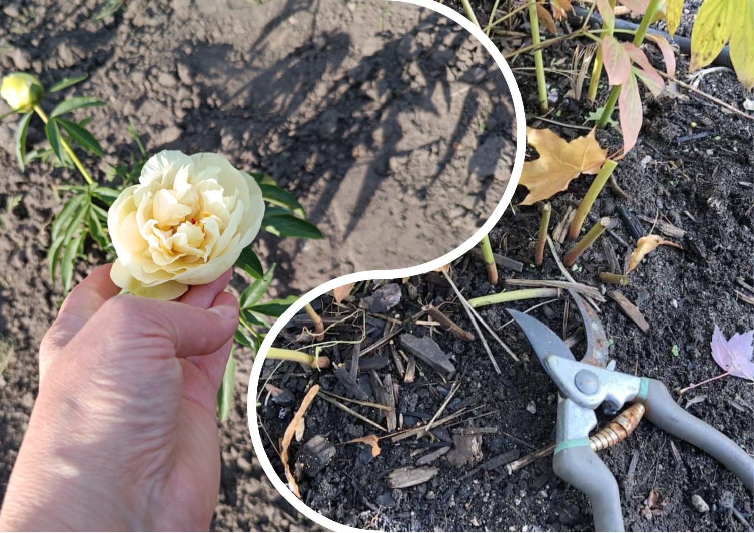 Як обрізати півонії у вересні