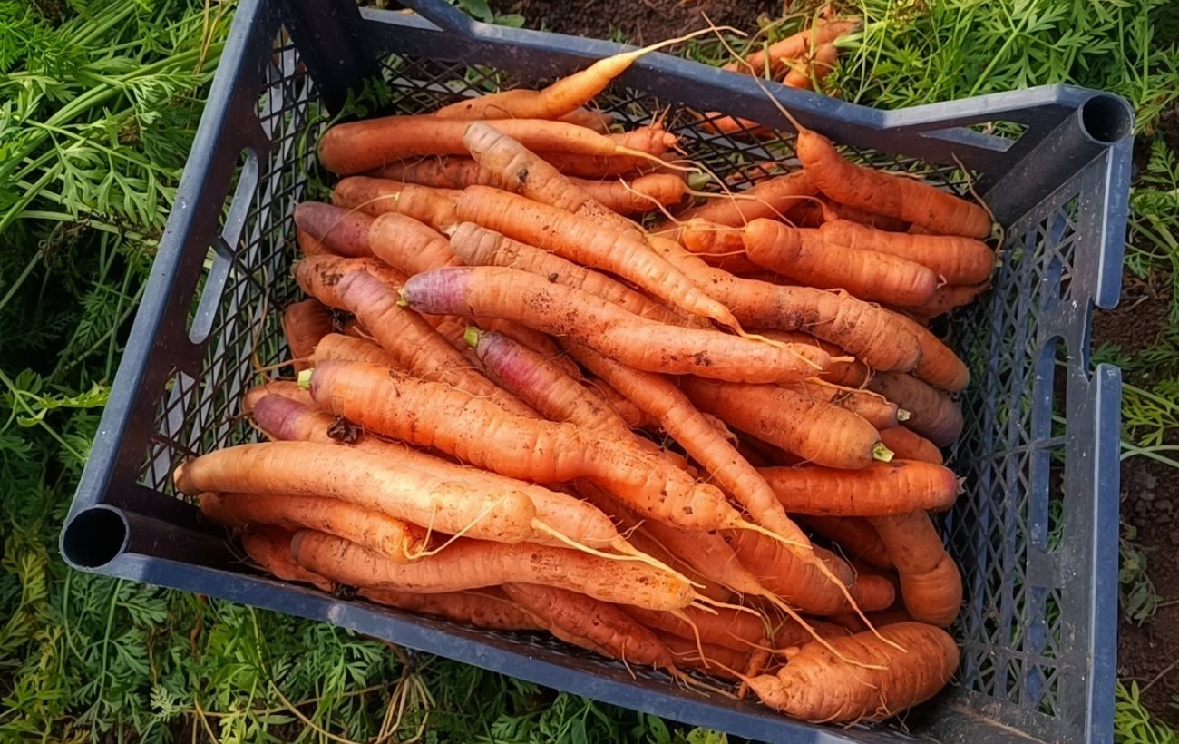 Як правильно зберігати моркву взимку