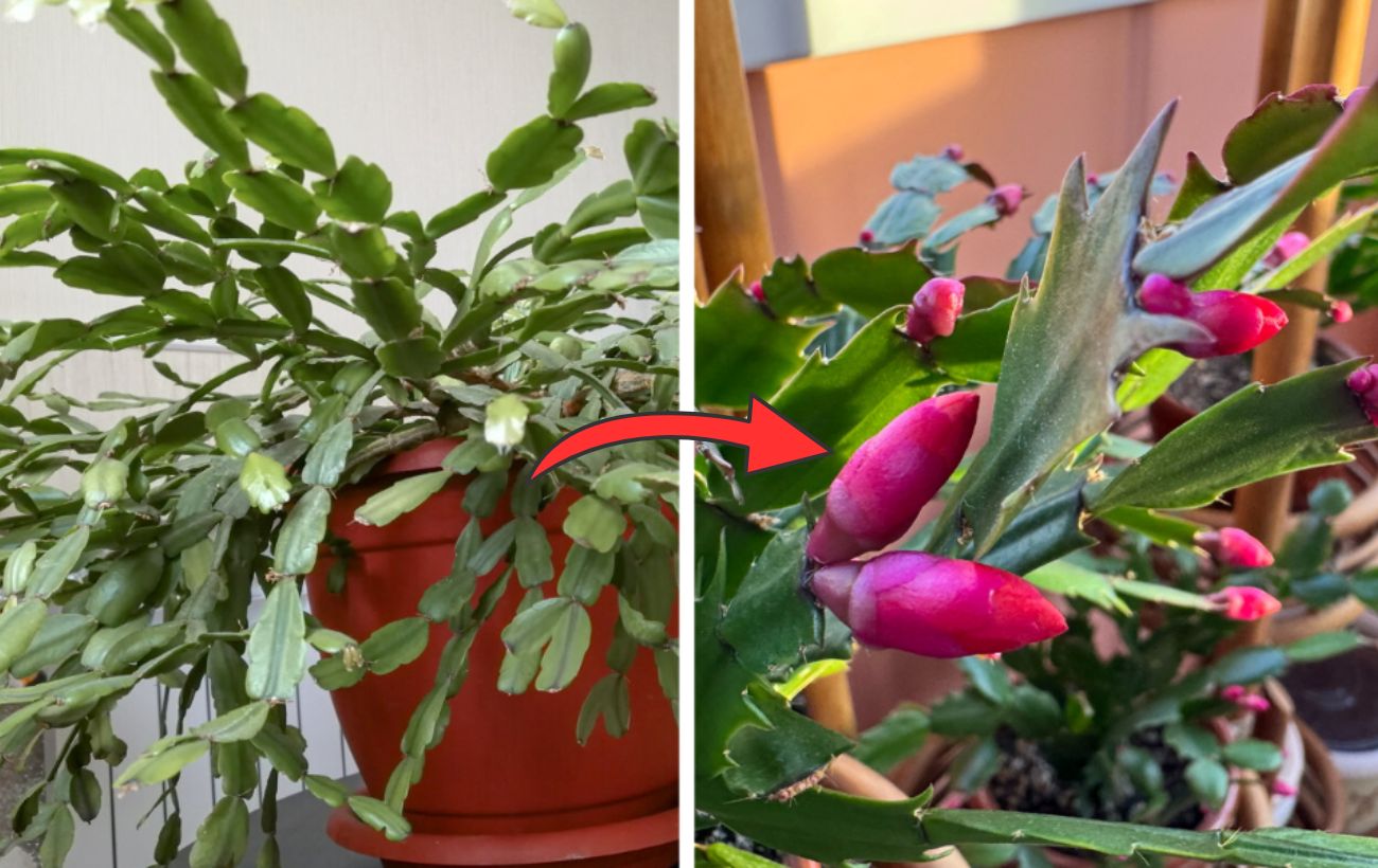 Як змусити декабрист цвісти