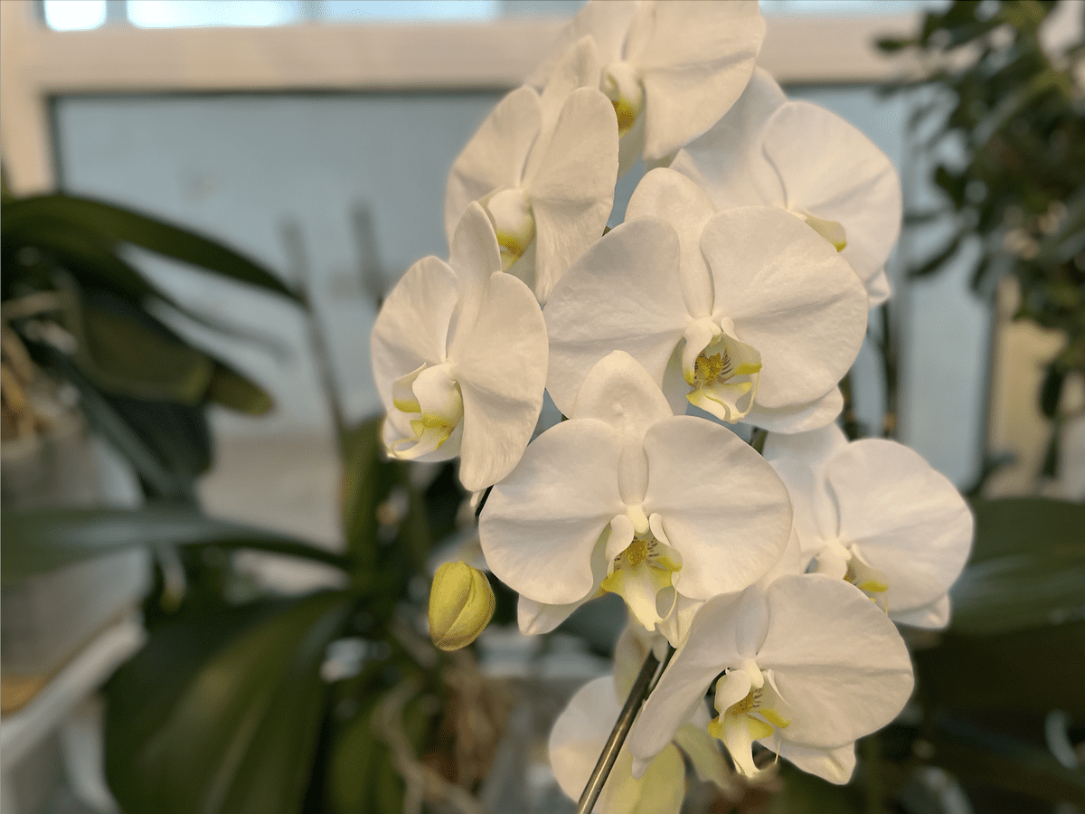 Експерти розповіли, яке добриво допоможе покращити цвітіння орхідеї та відновити сили