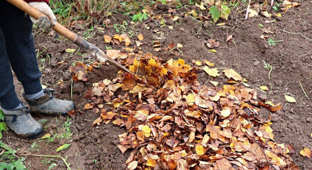 Ніколи не викидаю опале листя: ось як я отримую безкоштовне добриво на ділянці – трюк кмітливих городників 