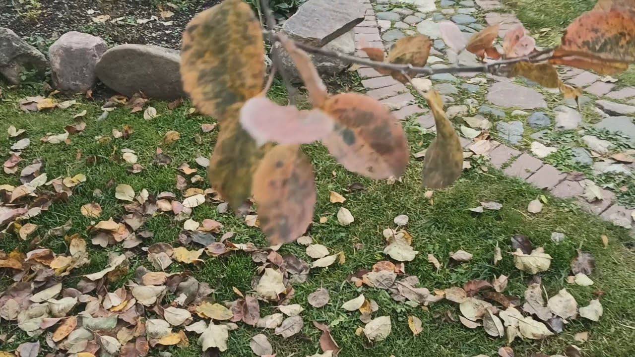 Городники розповіли, як можна ефективно використовувати опале листя на дачі