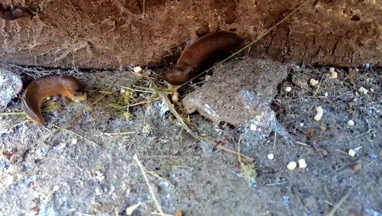 Садівники розповіли, як можна зловити за одну ніч безліч слимаків