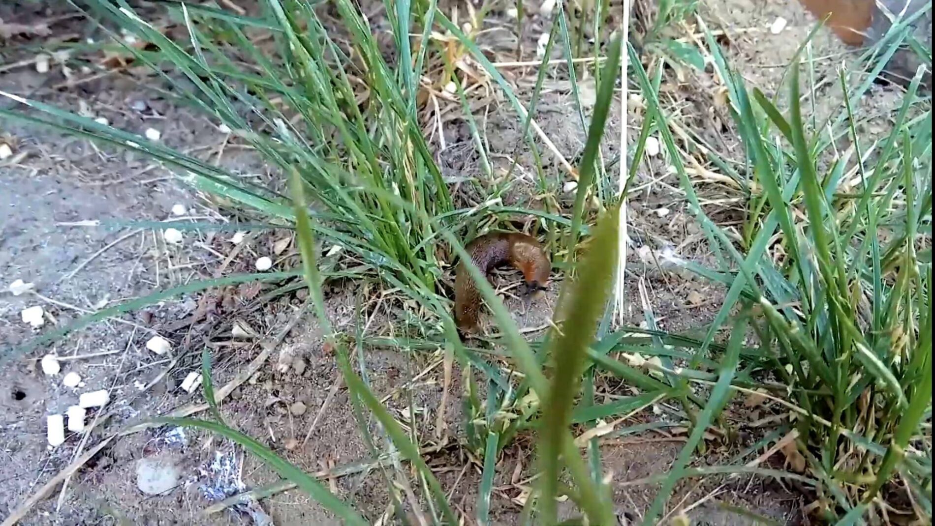 Експерти розповіли, як легко позбутися слимаків на городі