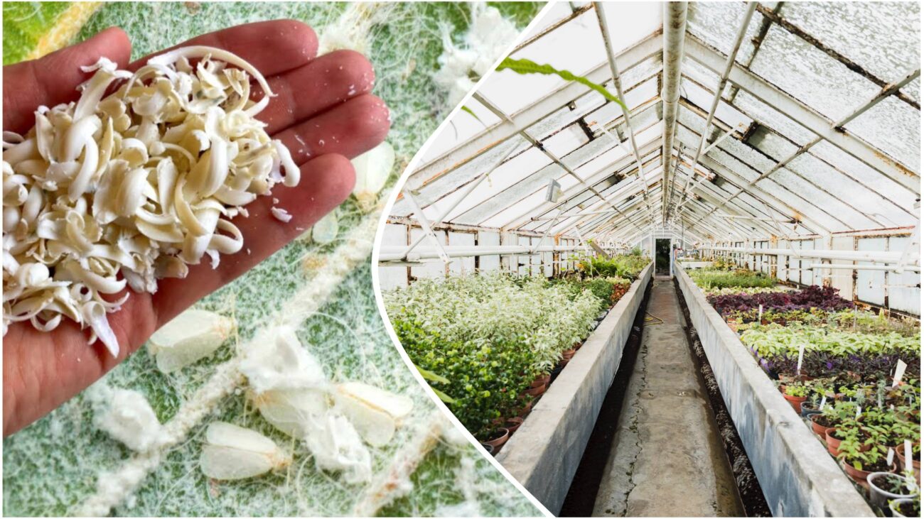 Садівники розповіли, як швидко позбутися білокрилки в теплиці