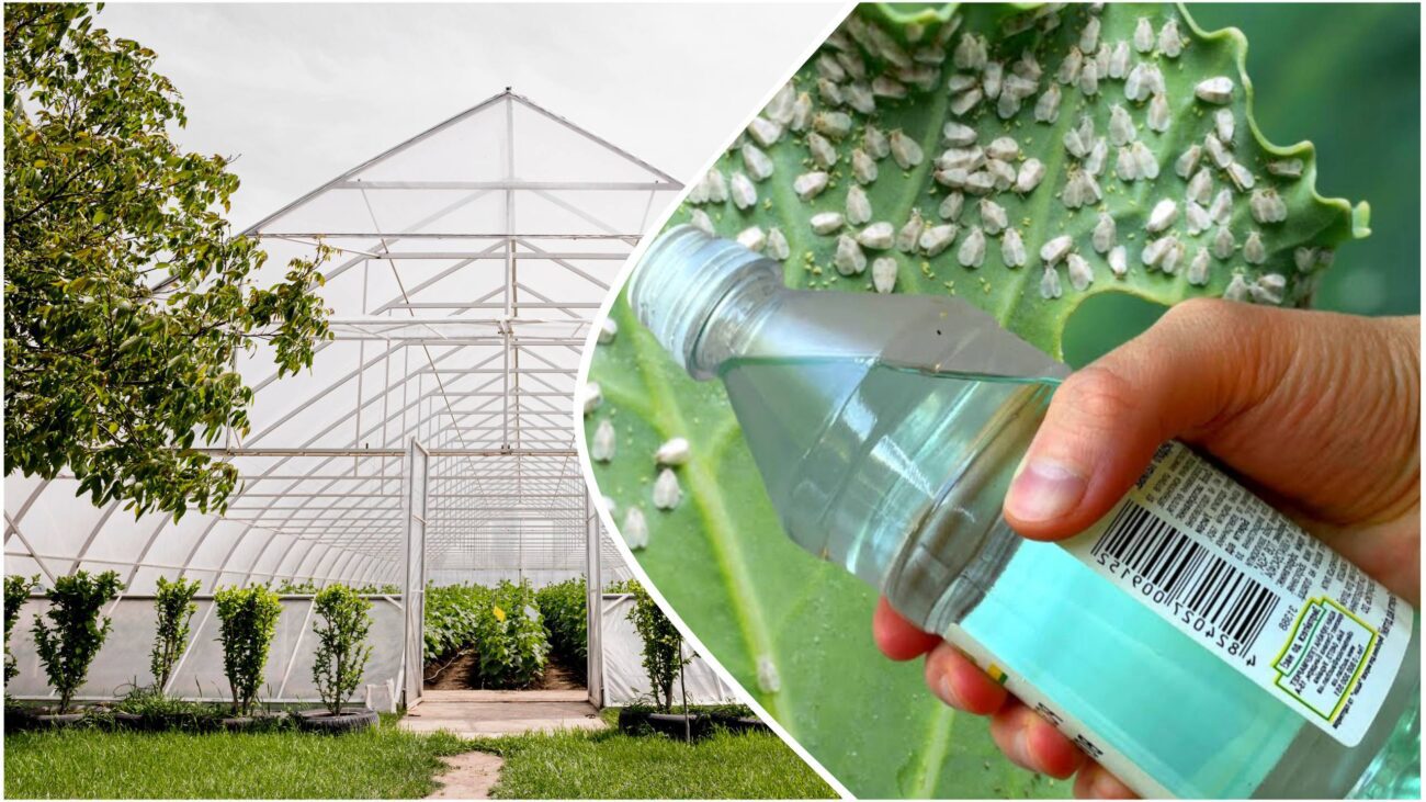 Садівники розповіли, як швидко позбутися білокрилки в теплиці