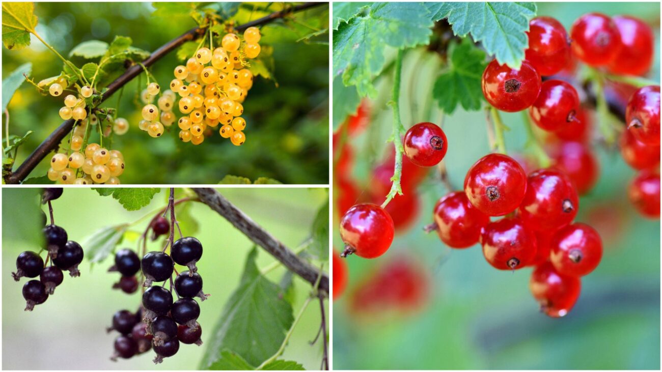 Садівники розповіли, як правильно доглядати за смородиною після збору врожаю