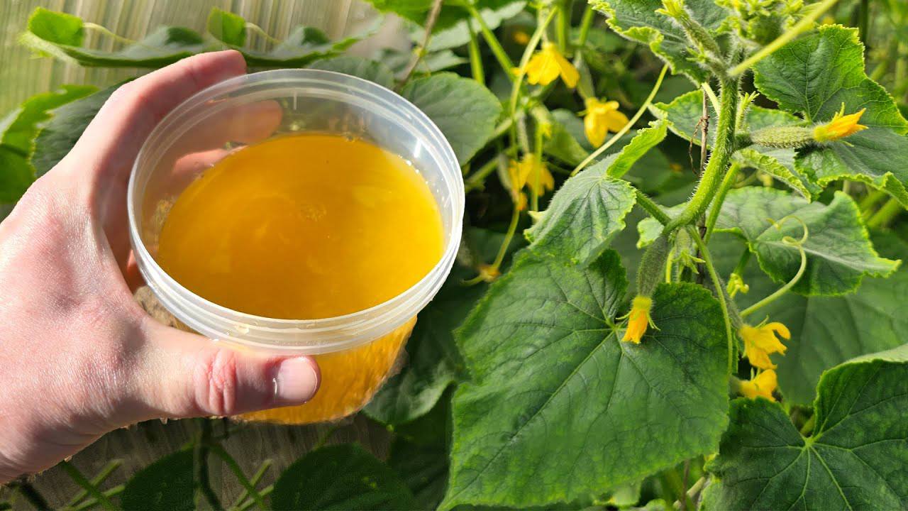 Агрономи розповіли, як легко позбутися пожовтіння огірків