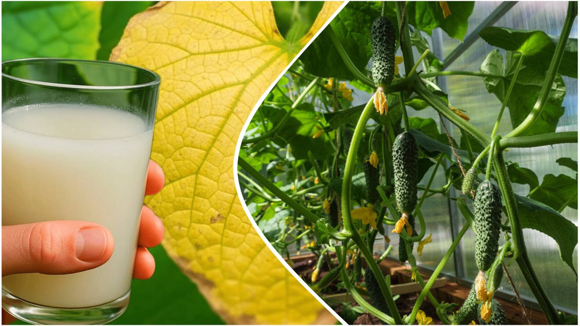 Агрономи розповіли, як легко позбутися пожовтіння огірків
