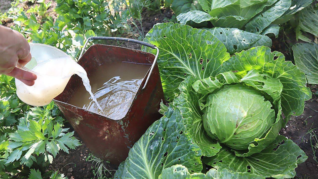 Агрономи розповіли, чи потрібно поливати капусту у вересні
